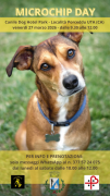 Uta: Microchip Day